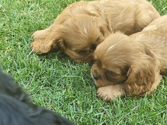 Šteniatka Cavalier king Charles španiel, kavalier - 7