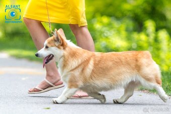 Predám sučku plemena Welsh Corgi Pembroke - 7