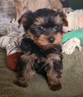 Yorkshirsky terier - 7