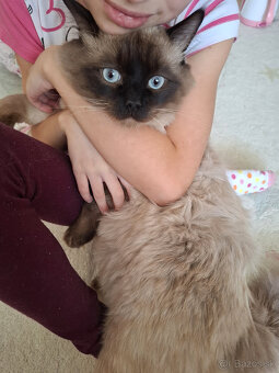 Ragdoll - 7