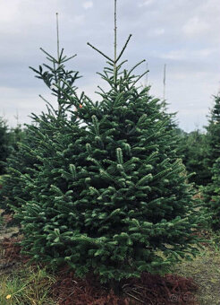 Kaukazská jedľa 2,00-2,50 smrek vianočné stromčeky - 7