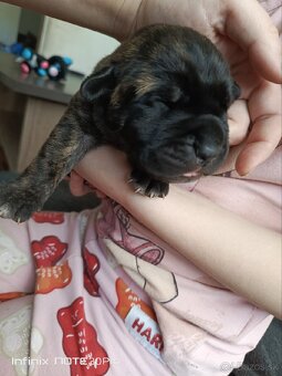 Cane Corso - 7