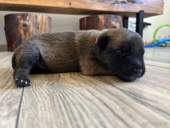 Belgický ovciak Malinois - 7