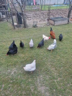 SLEPAČIE VAJCIA - 7