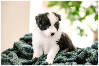 Border Collie Border Kolia s PP FCI - 7