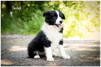 Border Collie Border Kolia s PP FCI - 7