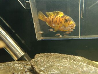 Predám africké cichlidy tlamovce - 7