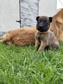 Belgický ovčiak - Malinois - 7