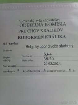 Belgický obor - 7