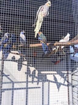 Rozela Penant +korely - 7