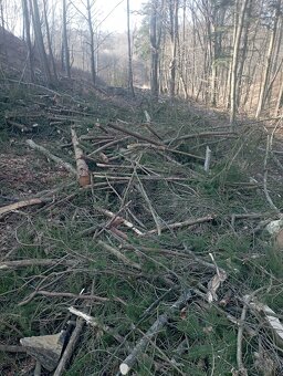 Agát, Agátové ploty - 7