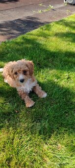 Maltipoo+maltipoo= maltipoo - 7