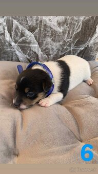 Jack Russel Terier - 7