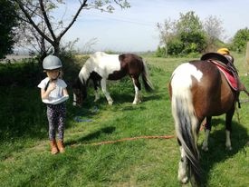 welsh  krasne kobylky - 7