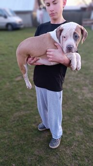 Šteniatka American Bully XL - 7