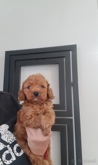 Maltipoo cavapoo Cockapoo - 7