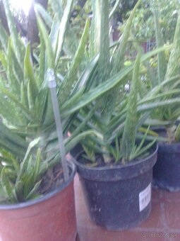 Liečivý kaktus Aloe Vera.... - 7