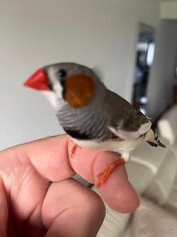 Zebrička austrálska - 7