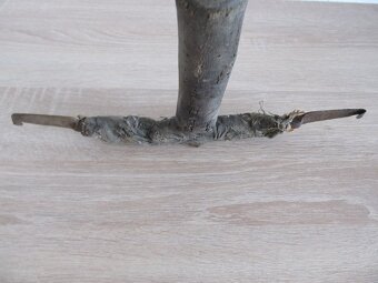 Predám starý cca 95 ročný " pahovník" - 7