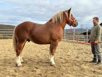 Predám žrebca - ťažný kôň na predaj - 7