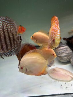 Discus, diskus - 7
