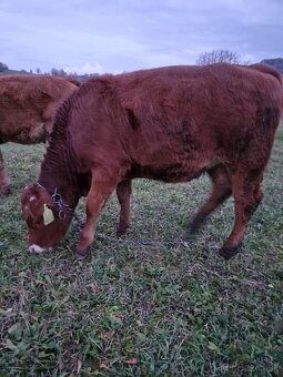 Predám jalovicku (jalovicu, teľa, býka, býčka ) za výhodnú - 7