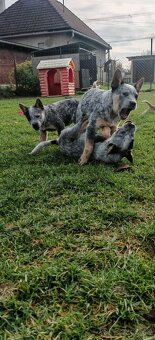 Australsky dobytkarsky pes - 7