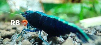 PREMIUM AKVA KREVETKY Caridina a Neocaridina - Odber Zilina - 7