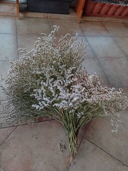 Sušena statica biela na vence 1kytica/8€ - 7