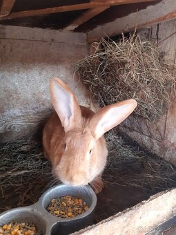 Burgundský králik-samice - 7