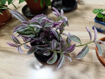 Ponúkam Zelenec, monstera minima, difenbachia - 7