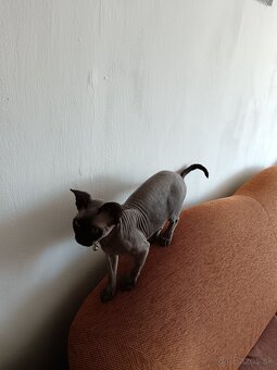 predám sphynx mačiatko - 7