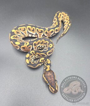 ❗️Nové ceny❗️Akvatera Košice - Ball Pythons- Python Regius - 7