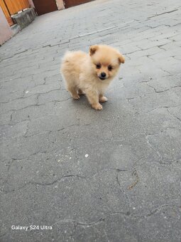 Pomeranian spic - 7