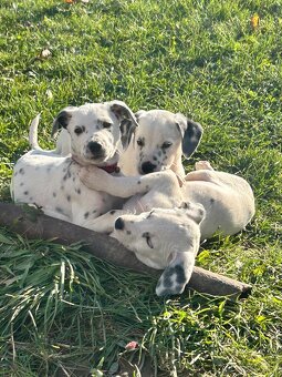 Darujem dve šteniatka - 7