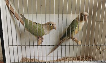 Pyrrhura pyrura pyrury - 7
