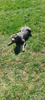 Americky pitbullterier - 7