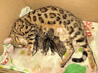 Bengalsky kocurik na krytie - 7