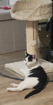 Darujem 4,5 mesačného kocúrika - 7