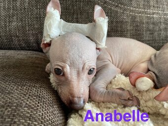 Peruánsky naháč malý - 7