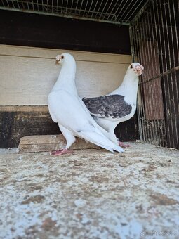 Predám mlade staropolske holuby 8€ ks 0904 164 456 - 7