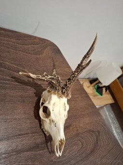 Srnec, parožie, trofeje - 7