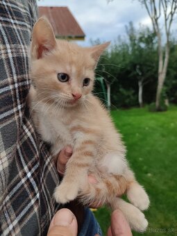 Darujem mačiatka - 7