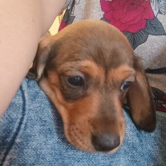 Šteniatka -jazvečik trpasličí - 7