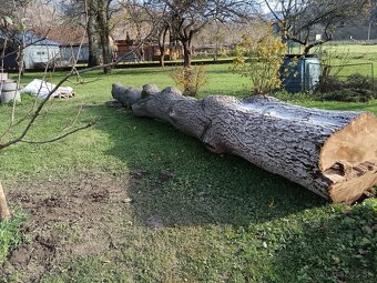 Predaj Orechové drevo - 7