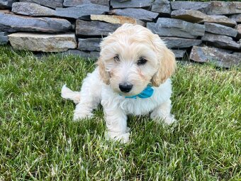 Maltipoo - šteniatko (chlapec) - 7