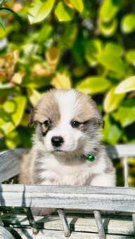 Welsh Corgi Pembroke s rodokmeňom pôvodu - 7