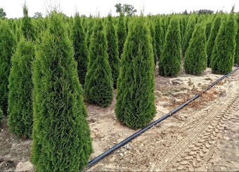 TUJE SMARAGD Premium -Prešov, Východ - 7