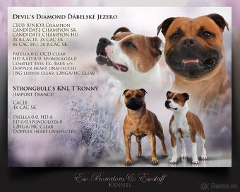 Stafordšírský bulteriér - pes s PP - 7