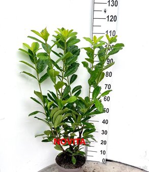 Vavrinovec, TUJA SMARAGD - 7